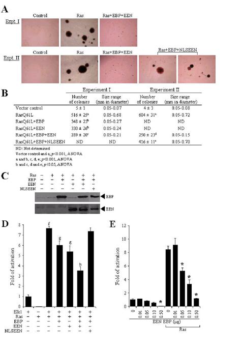 Ebp And Een Inhibit The Transformation Potential Of Ras And