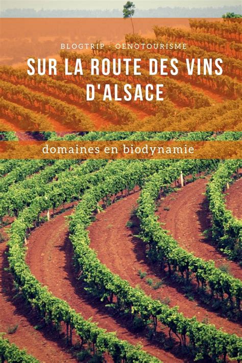 A La D Couverte De La Route Des Vins Dalsace En Biodynamie Dolce Vita