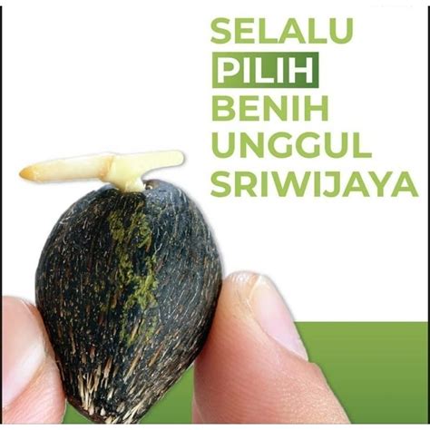 Jual Bibit Benih Kecambah Sawit DXP SRIWIJAYA 5 Unggul Sertifikat