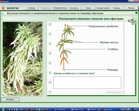 Мох кукушкин лен растение - Дачный мир