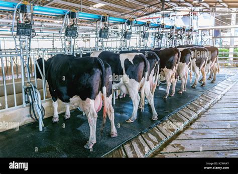 Cows In Farm Cow Milking Facility With Modern Milking Machines Stock