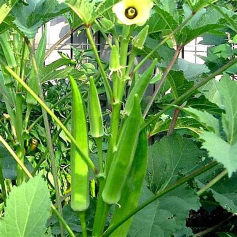 Buy Bhindi Okra F1 Sujata Vegetable Seeds Online From Nurserylive At