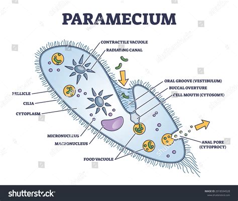 Paramecium Microscopic Closeup Structure Anatomical Outline Stock