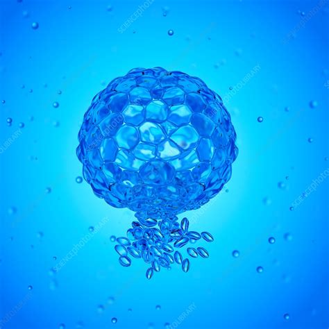 Illustration Of A Blastocyst Stock Image F023 6562 Science Photo