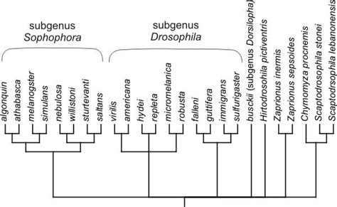 Phylogenetic Hypothesis For The Taxa In This Study Download