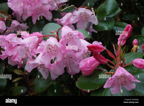 Bow Bells Hi Res Stock Photography And Images Alamy