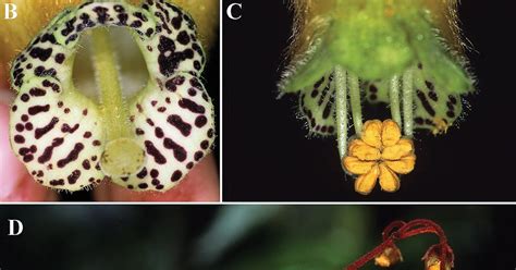 Species New To Science Botany • 2021 New Circumscriptions Add Two Northern Andean Species To