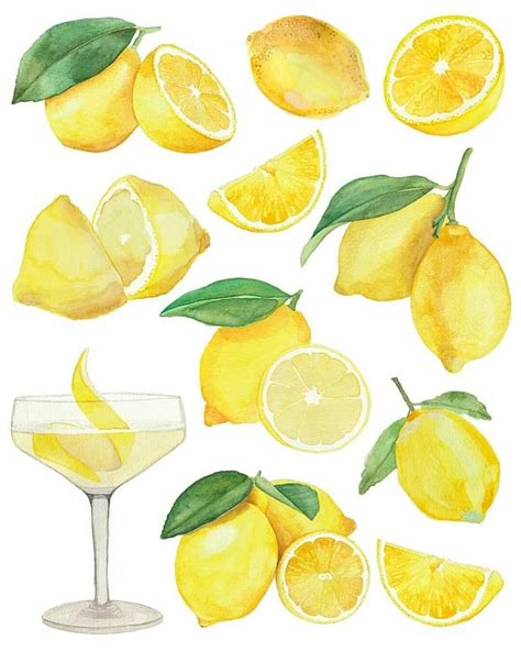 Collage Of Watercolour Illustrations Of Lemons As Well As A Lemon