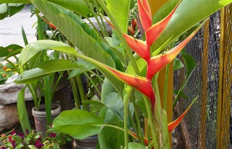 Pico de tucán Heliconia rostrata