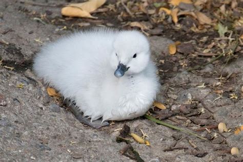 Black-Necked Swan Cygnets Hatch at Zoo Zurich - ZooBorns