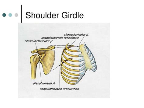 Ppt Shoulder Girdle Powerpoint Presentation Free Download Id 2402845