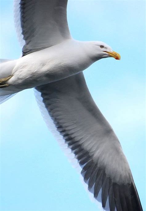 Kelp Gull | The Animal Facts | Appearance, Diet, Habitat, Behavior