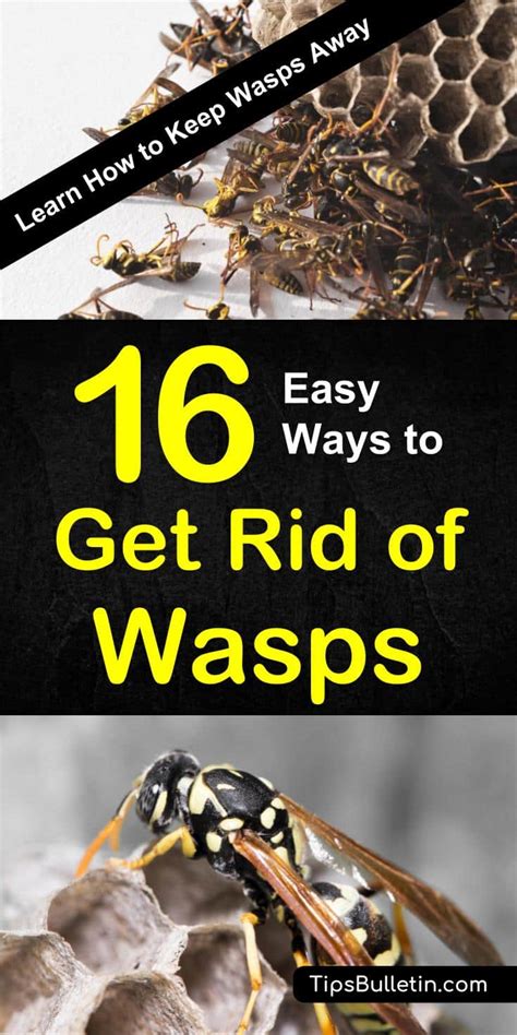 How To Keep Wasps Away 16 Ways To Get Rid Of Wasps