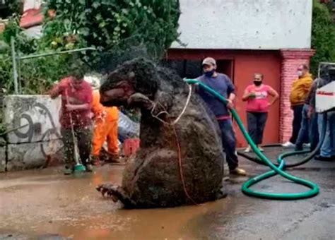 La Verdadera Historia De La “rata Gigante” Que Salió De Una