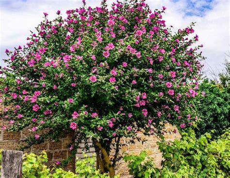 Quand Et Comment Tailler Lhibiscus Ou Althéa