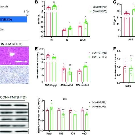 Nafld Induced By Hfd With Gut Microbiome And Metabolic Disorders