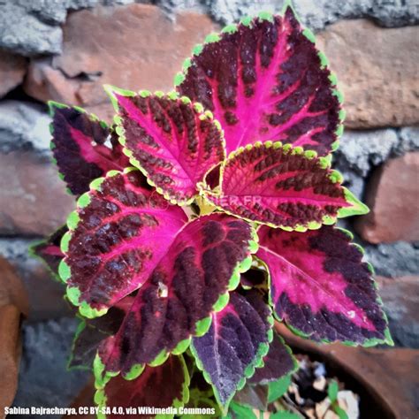 Graines Plectranthus Scutellarioides Solenostemon Scutellarioides