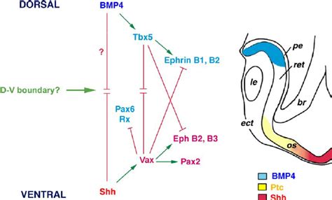 A Model For The Roles Of Shh And BMP4 In D V Pattern Formation Of The