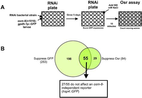 A Genome Wide Rnai Screen Identifies Suppressors Of Osm Phenotypes