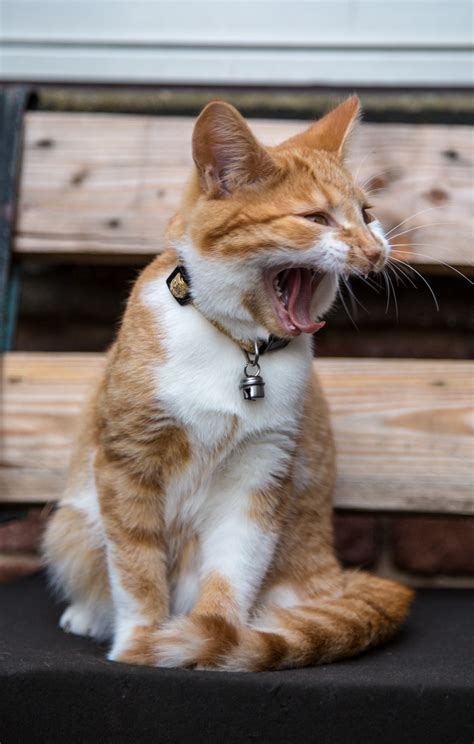 Smiling Cat Free Stock Photo Public Domain Pictures