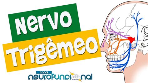 Nervo TrigÊmeo Anatomia Trajeto Funções E Avaliação Vídeo Aula