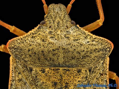 Hemiptera Heteroptera Pentatomidae Euschistus Servus Brown Stink Bug