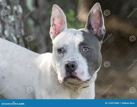 Pitbull Terrier and French Bulldog Mixed Breed Dog Stock Photo - Image of medium, male: 123475980