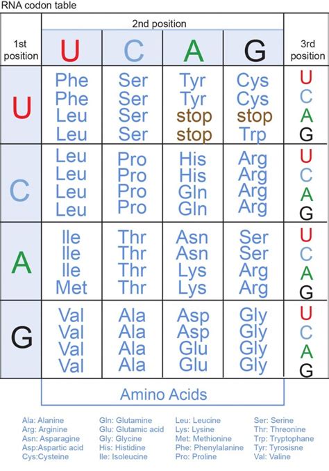 Dna Scale Chart Geeky Sequencing Dna Gene Stick Result Genetic Human