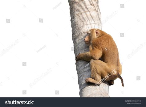 Monkey Climbing Coconut Tree White Background Stock Photo 1418230940 ...