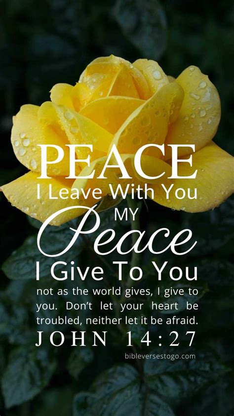 Yellow Rose Bible Verse Wallpaper Bible Verses To Go