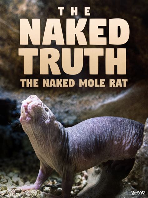 Naked Mole Rats Buy Watch Or Rent From The Microsoft Store