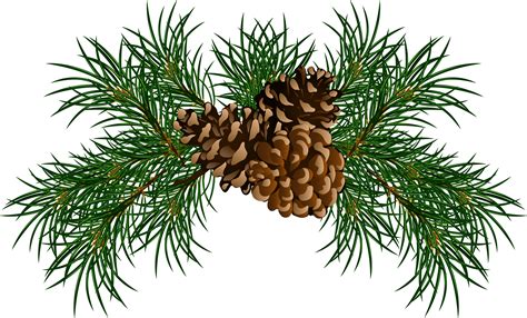 Conifer cone Eastern white pine Stone pine Clip art - Pine cone PNG png ...