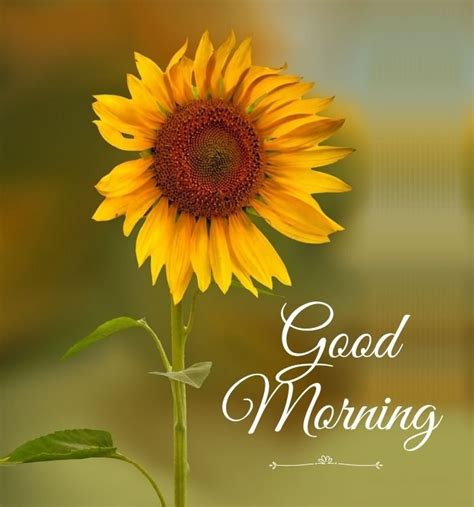Good Morning Sunflower Images