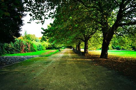 Premium Photo Road Passing Through Trees