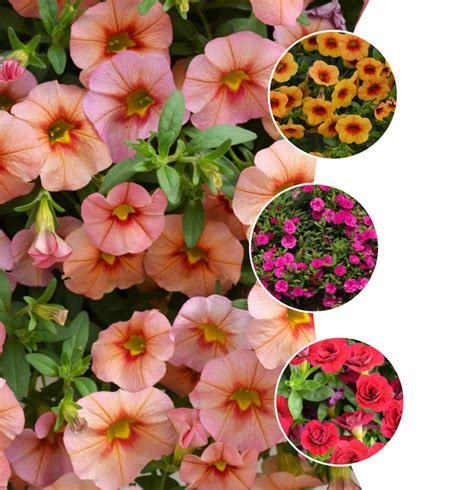 Minifamous™ Series Calibrachoa Million Bells Wilson Farm Inc