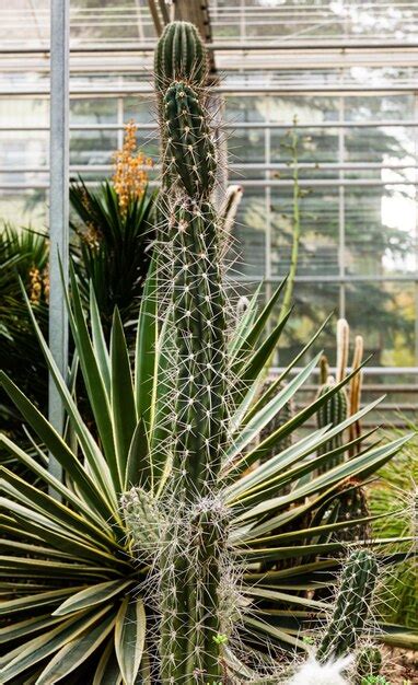 Premium Photo A Giant Cactus