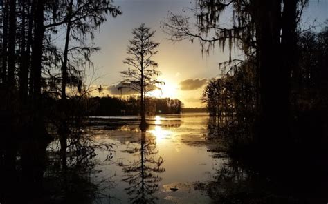 Gil Waters Preserve At Lake Munson Tallahassee Times