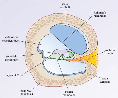 Cross Section Of The Cochlea Diagram Quizlet