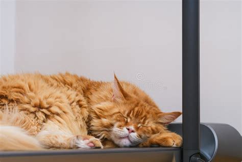 A Tired Red Maine Coon Cat Sleeping On A Treadmill Stock Image Image