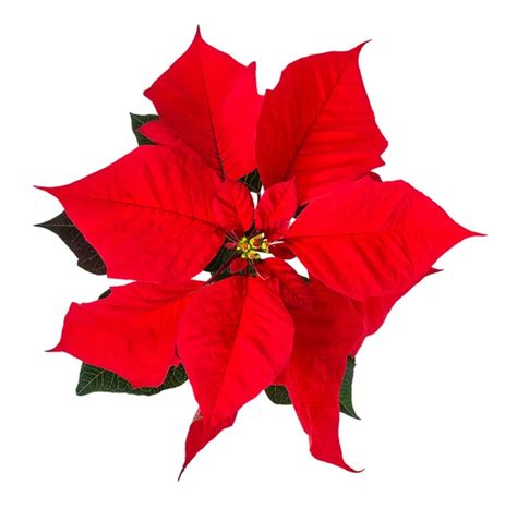 Poinsettia — Stock Photo © halina_photo #2416993