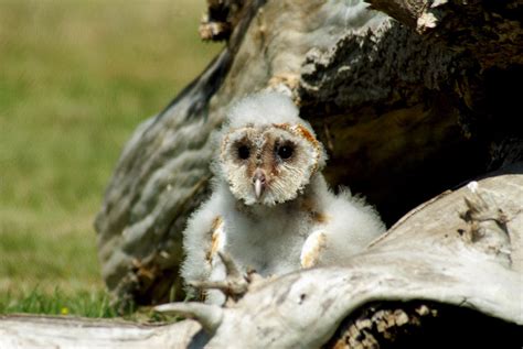 Baby Barn Owl Photograph by John Turner - Fine Art America