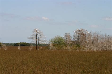 Everglades Npsphoto R Cammauf Everglades National Park Flickr