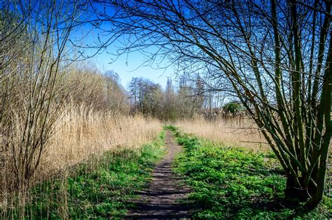 Parque Floresta Caminho Foto Gratuita No Pixabay Pixabay