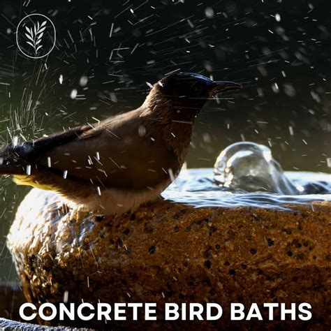 Concrete bird baths Create a harmonious backyard sanctuary