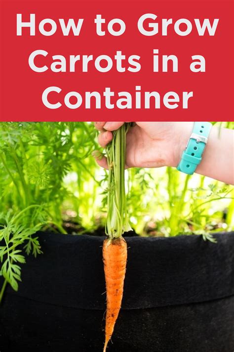 How To Grow Carrots In A Container In Growing Carrots Carrots