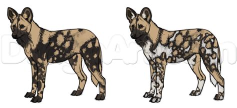 African Wild Dog Drawing