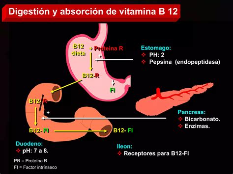 Absorcion Nutrientes Ppt