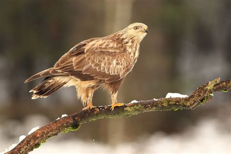 Rough Legged Buzzard Facts | Buteo Lagopus