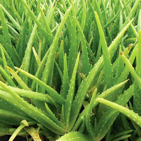 Aloe Plant Turning Brown 10 Reasons And Fixes Plants Craze