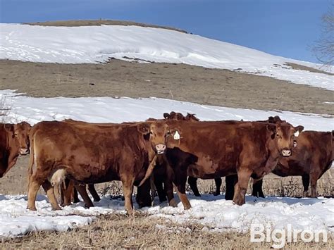 Red Angus To Yo Mature Bred Cows Bid Per Head Livestock
